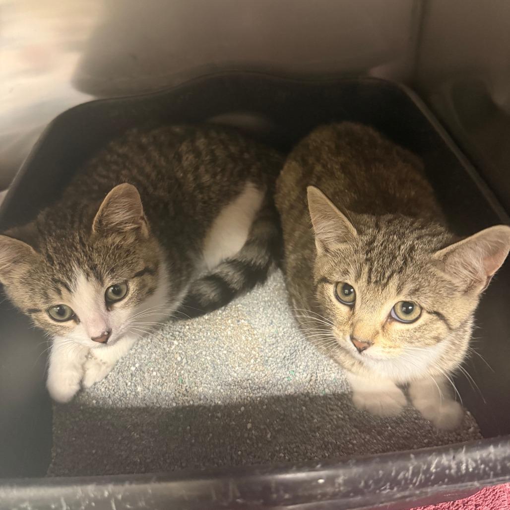 Chile, a Adoptable Domestic Short Hair in Lake Panasoffkee, FL image 2/4