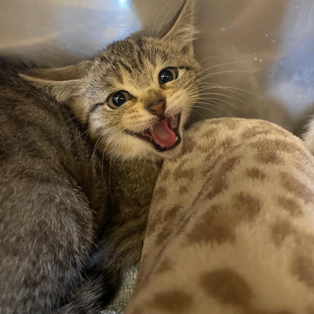 Chile, a Adoptable Domestic Short Hair in Lake Panasoffkee, FL image 3/4