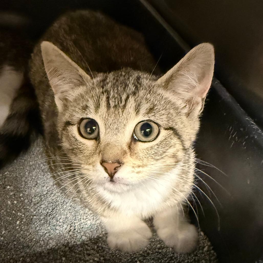 Chile, Adoptable, Kitten Female Domestic Short Hair.
