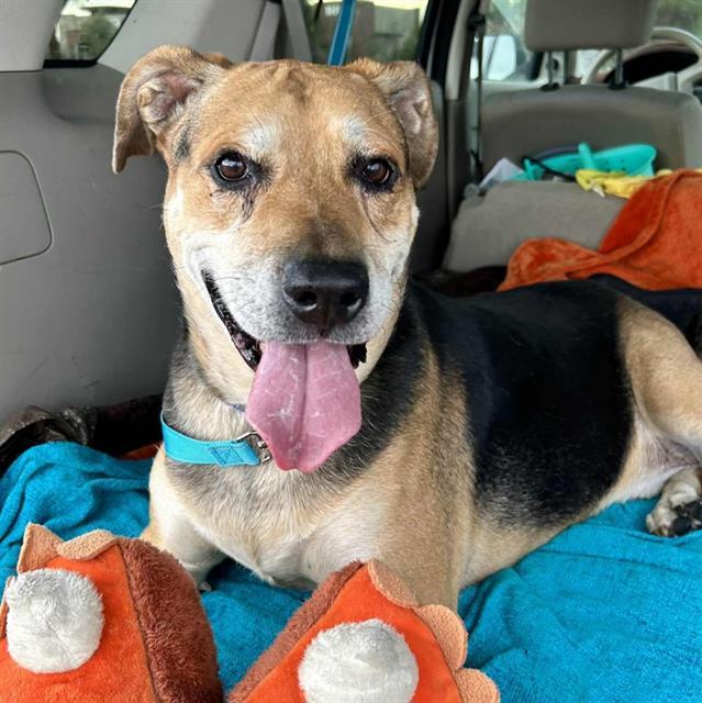 Enlarge ROCKY, a Adoptable mixed breed in Las Vegas, NV image 1/1