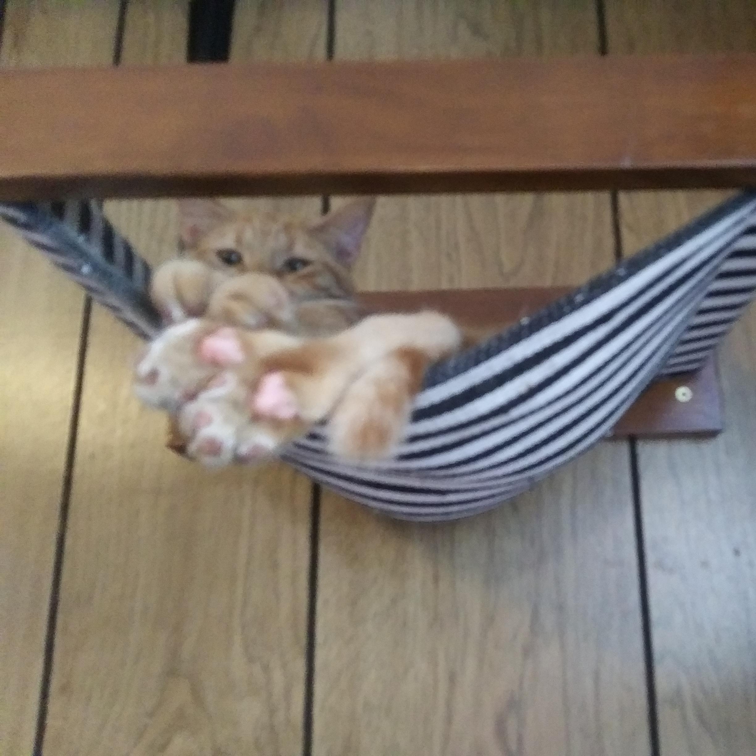 Enlarge Connor, a Adoptable Domestic Short Hair in Port Wentworth, GA image 2/5