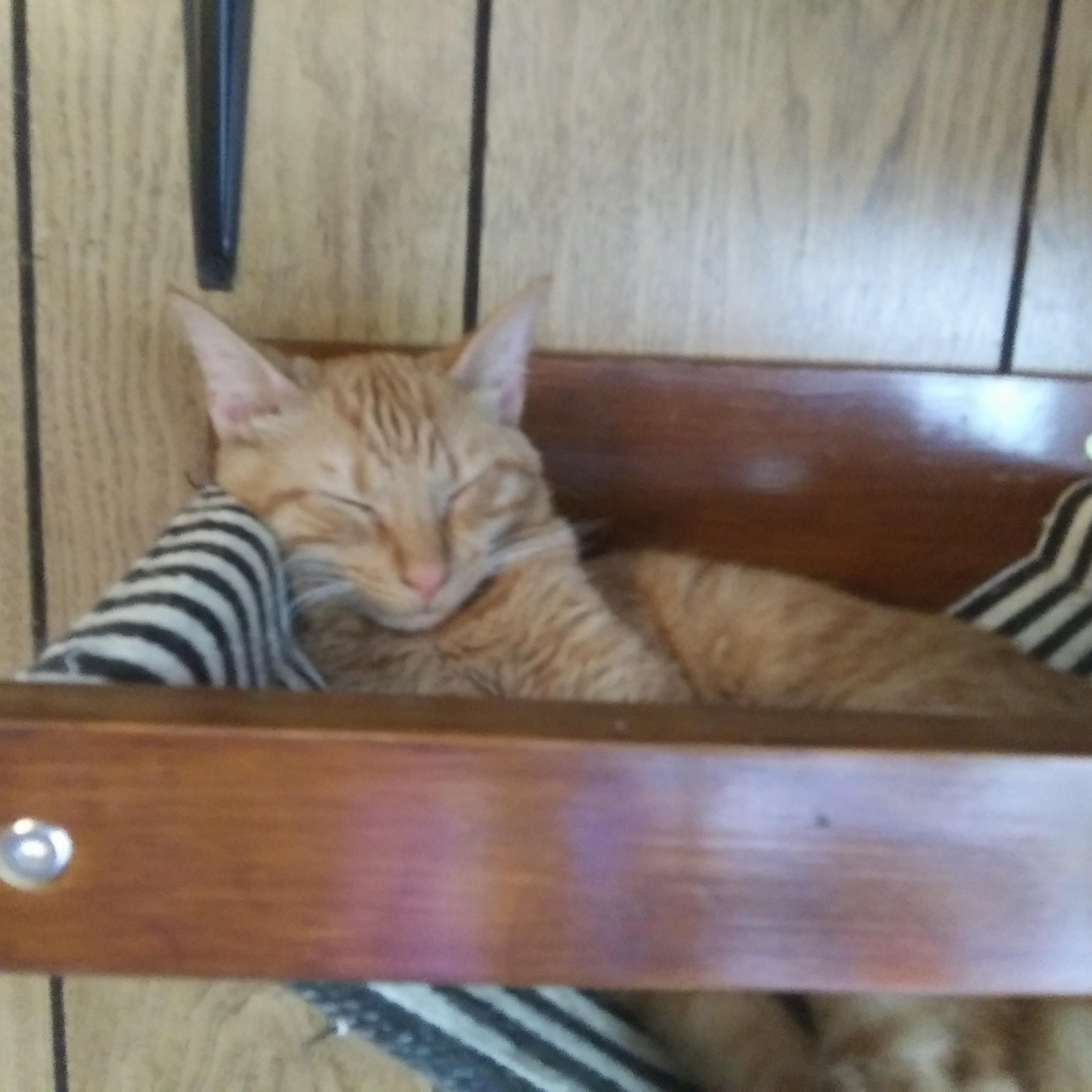 Connor, Adoptable, Young Male Domestic Short Hair.