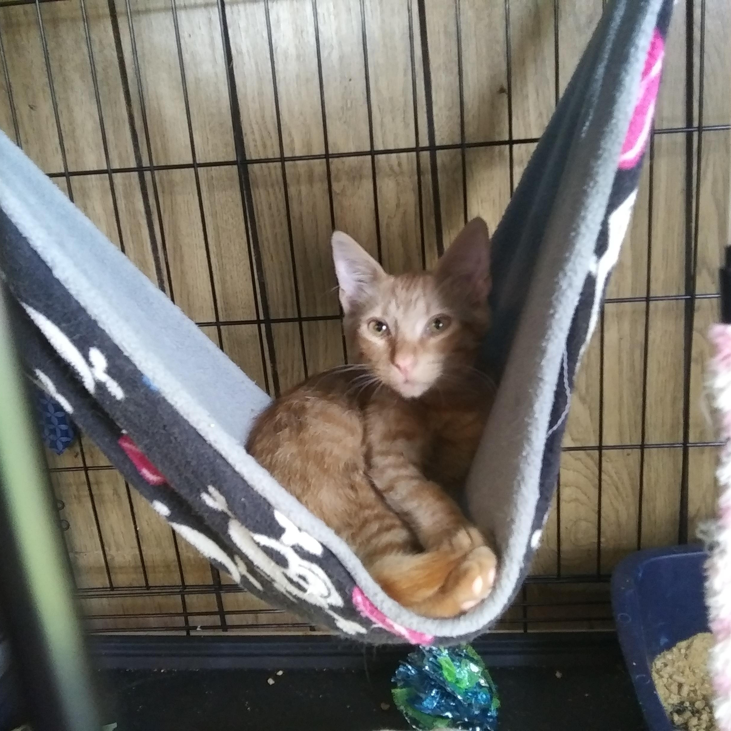 Connor, a Adoptable Domestic Short Hair in Port Wentworth, GA image 3/4