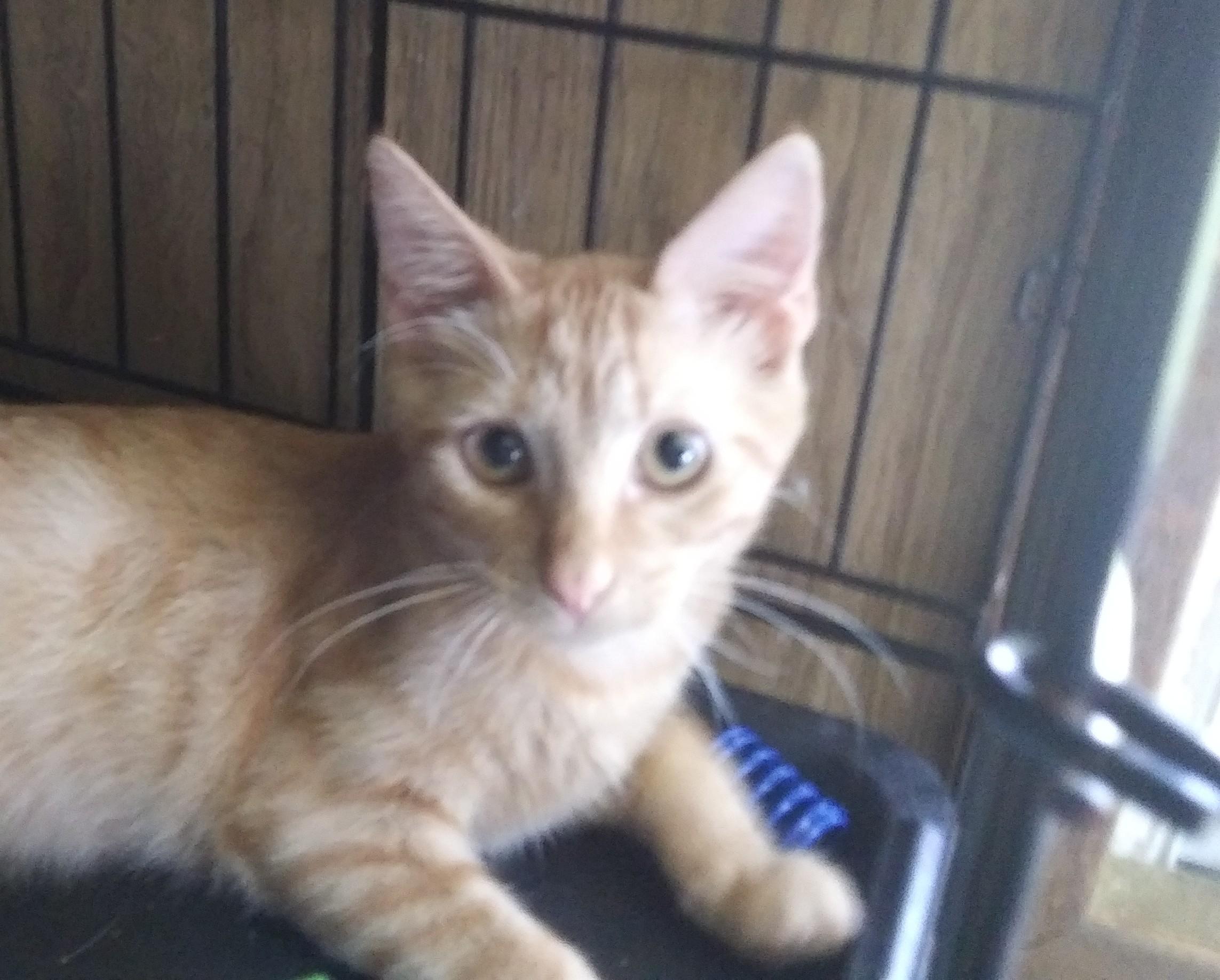 Connor, a Adoptable Domestic Short Hair in Port Wentworth, GA image 2/4