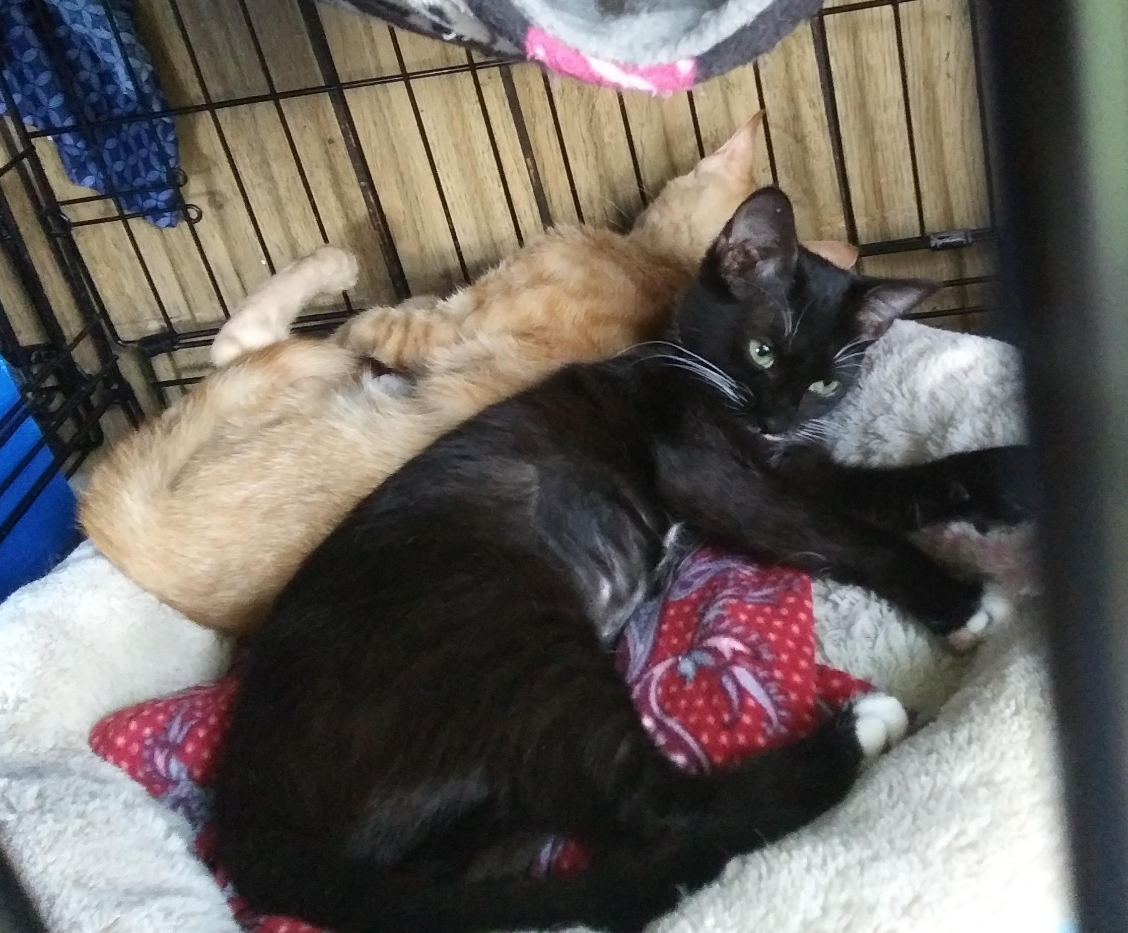 Connor, a Adoptable Domestic Short Hair in Port Wentworth, GA image 4/4