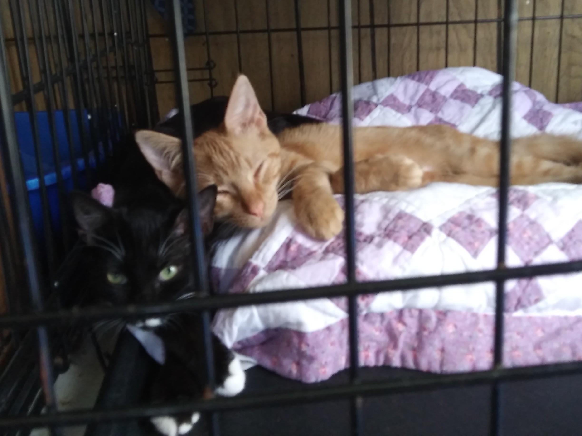 Connor, Adoptable, Young Male Domestic Short Hair.