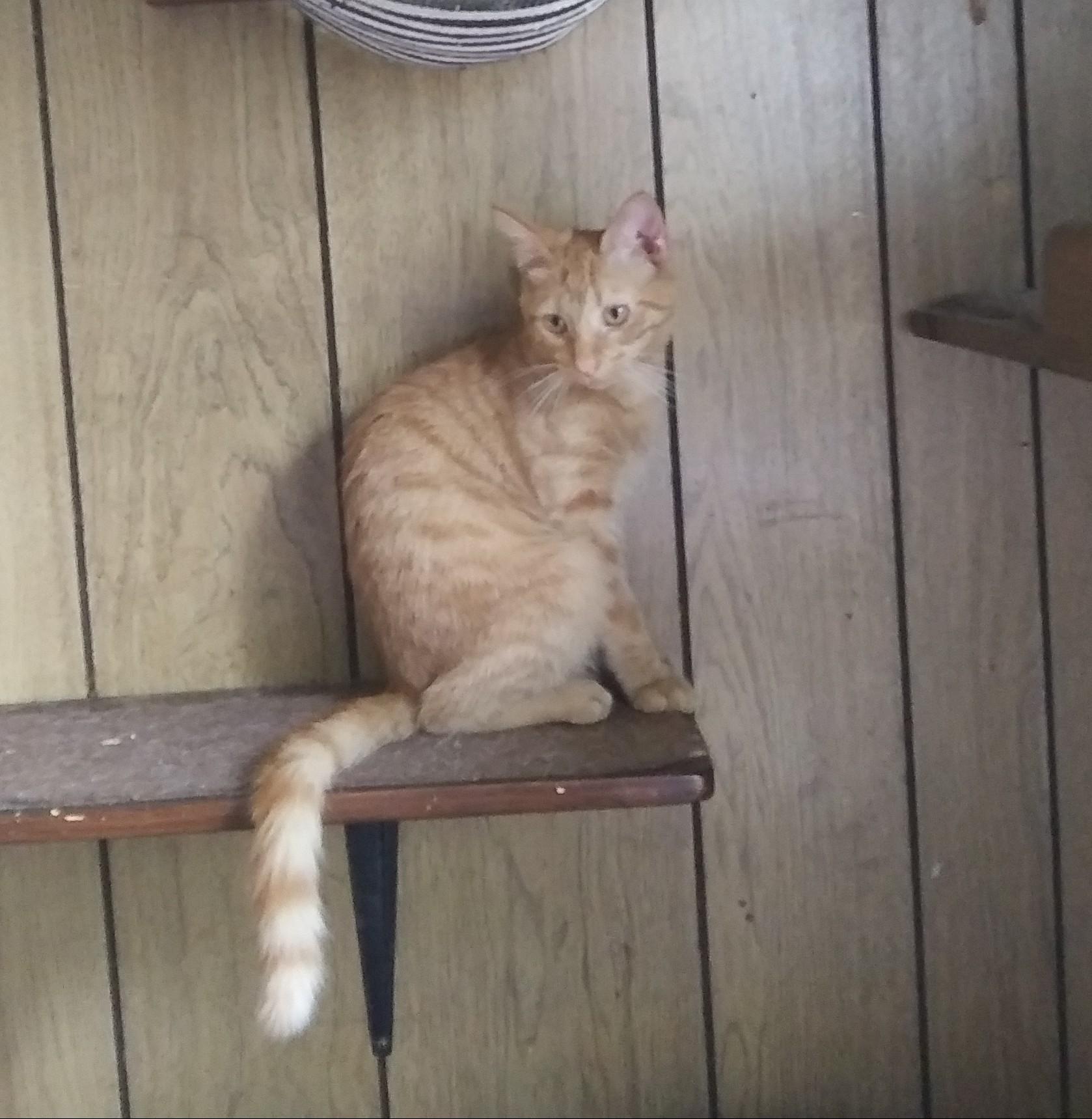 Enlarge Connor, a Adoptable Domestic Short Hair in Port Wentworth, GA image 3/5