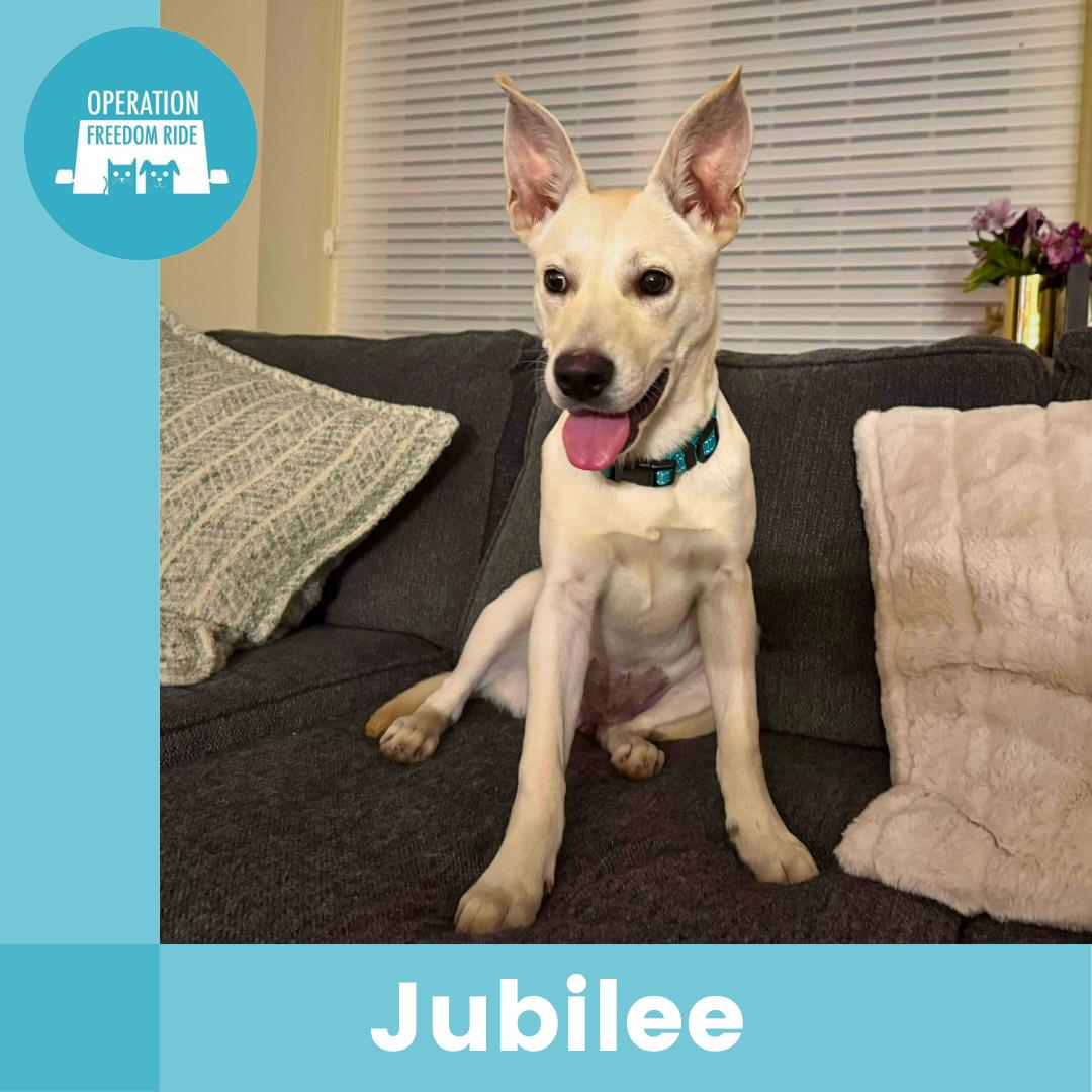 Jubilee, ADOPTABLE, Puppy Female Mixed Breed.