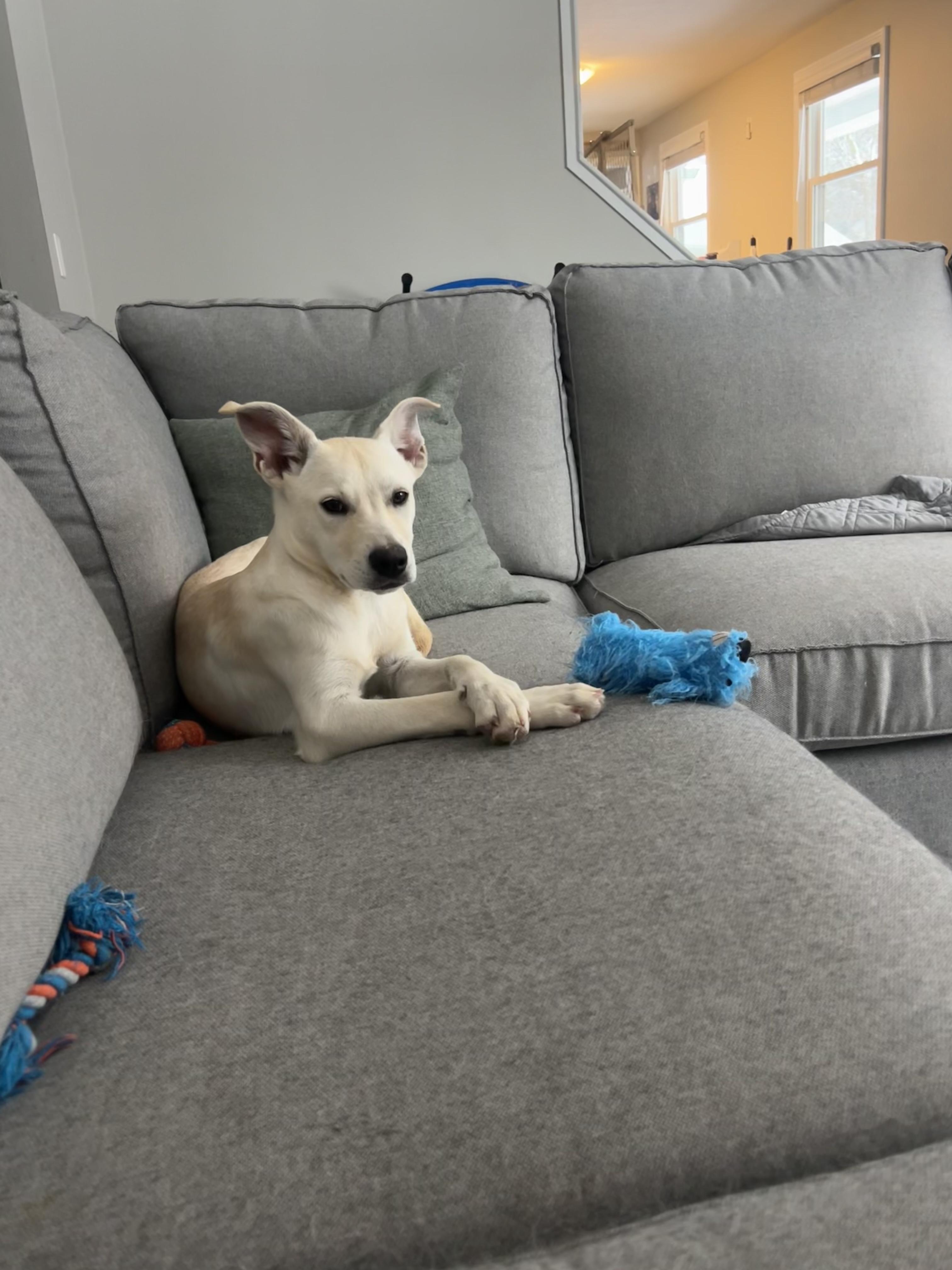 Enlarge Jubilee, a ADOPTABLE Mixed Breed in Rochester , NY image 4/5