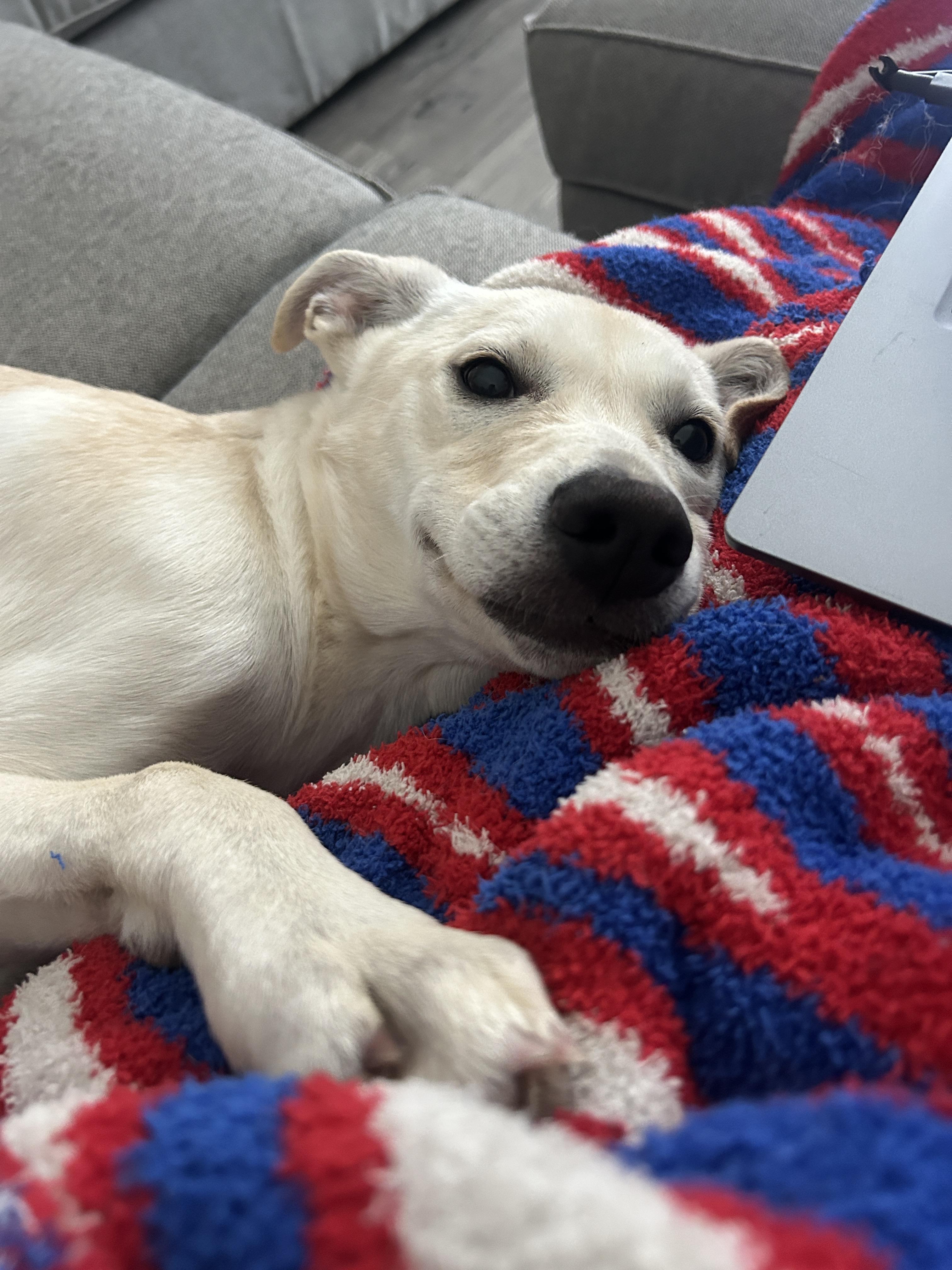 Enlarge Jubilee, a ADOPTABLE Mixed Breed in Rochester , NY image 2/5