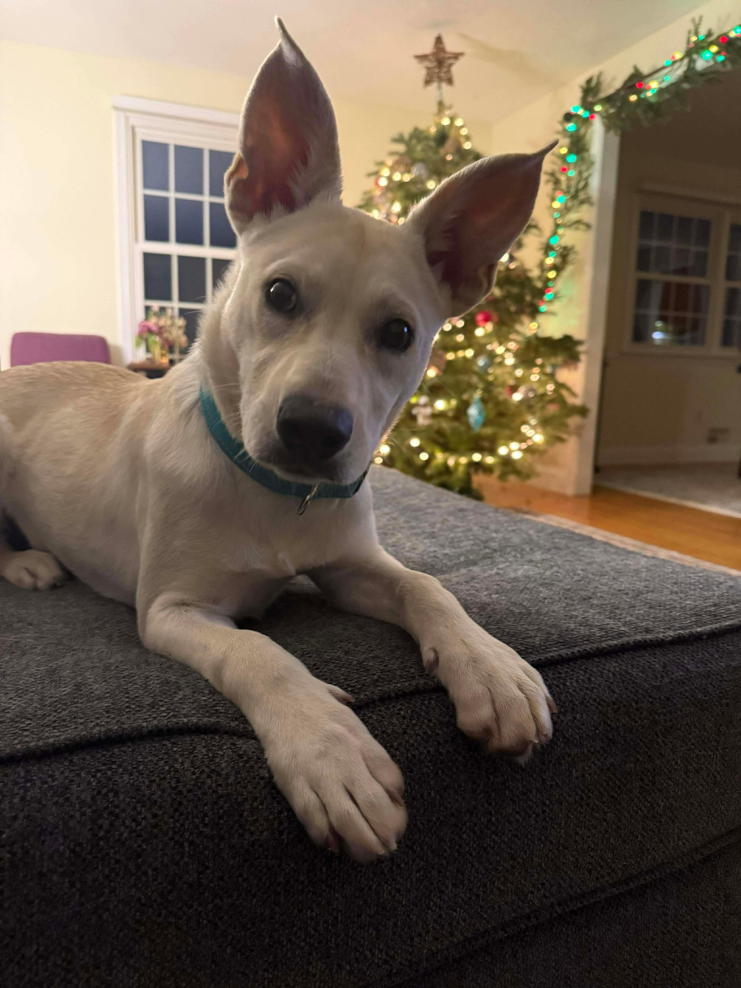 Enlarge Jubilee, a ADOPTABLE Mixed Breed in Rochester , NY image 3/5