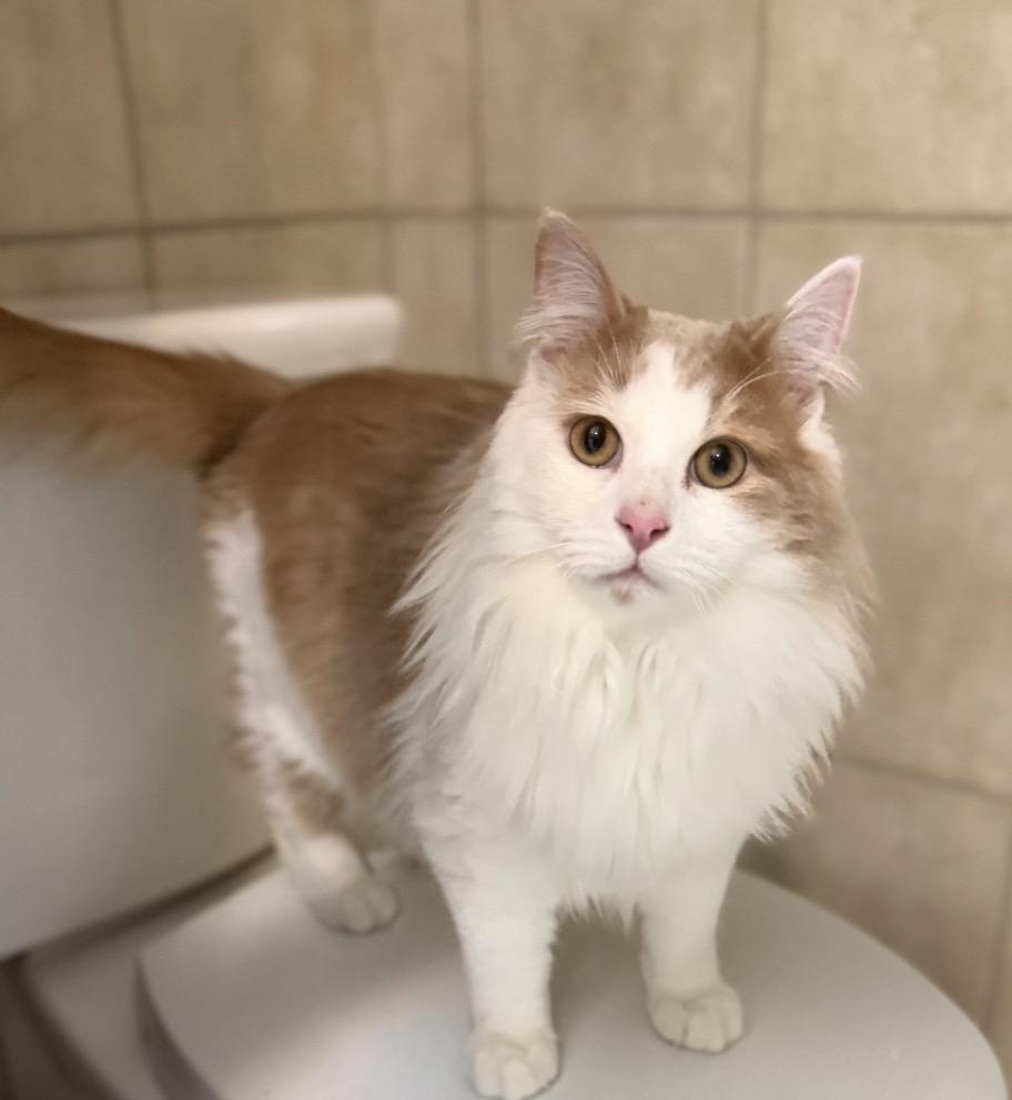 Enlarge Oliver, a Adoptable Domestic Long Hair in Elwood, IL image 4/6