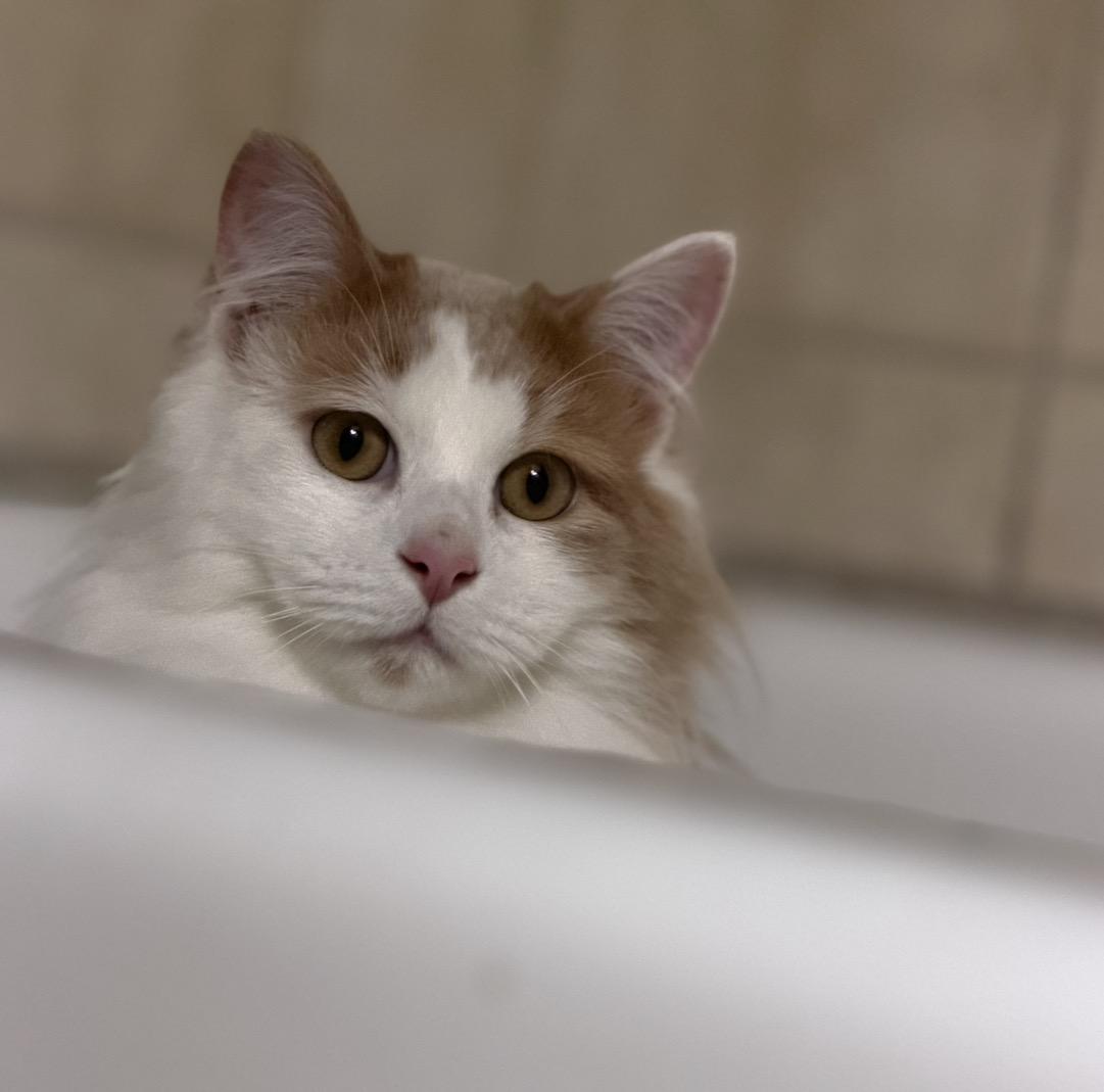Enlarge Oliver, a Adoptable Domestic Long Hair in Elwood, IL image 2/6