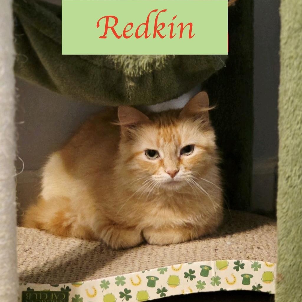 Enlarge Redken...check out my fluffy tail, a ADOPTABLE Domestic Medium Hair in Murfreesboro, TN image 5/6
