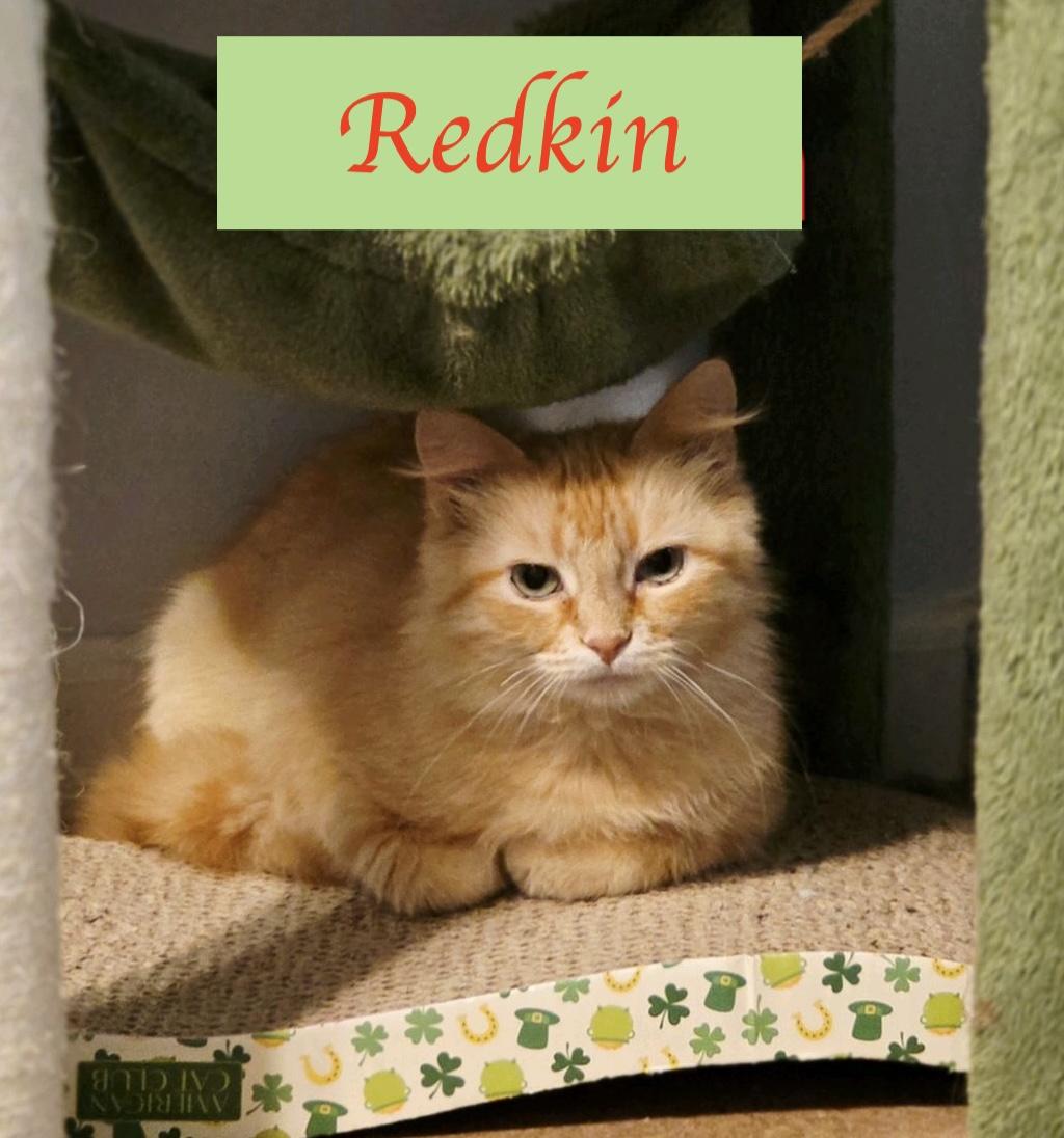 Redkin, a ADOPTABLE Domestic Medium Hair in Murfreesboro, TN image 3/3