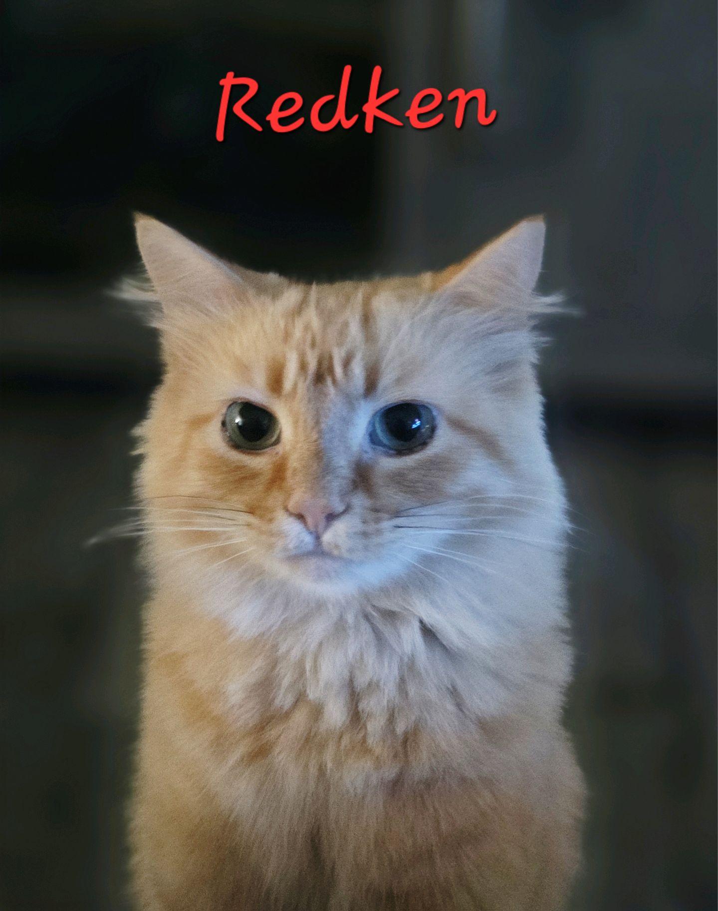 Redken...check out my fluffy tail, ADOPTABLE, Young Female Domestic Medium Hair.