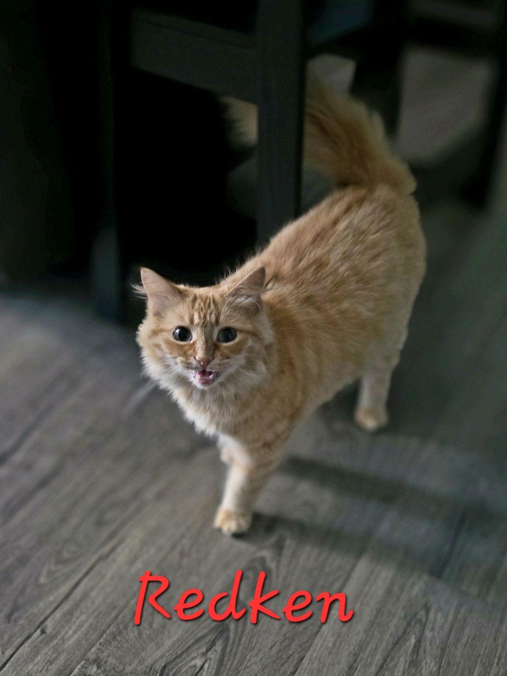 Enlarge Redken...check out my fluffy tail, a ADOPTABLE Domestic Medium Hair in Murfreesboro, TN image 3/6