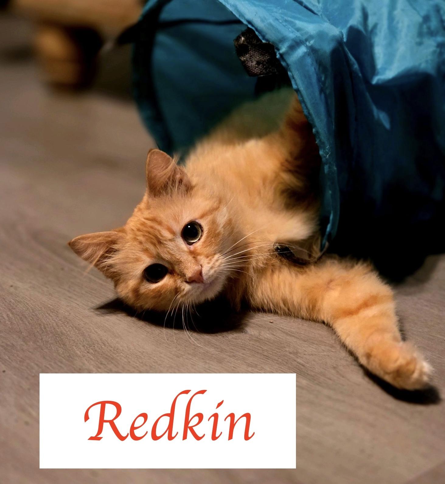 Redkin, a ADOPTABLE Domestic Medium Hair in Murfreesboro, TN image 2/3