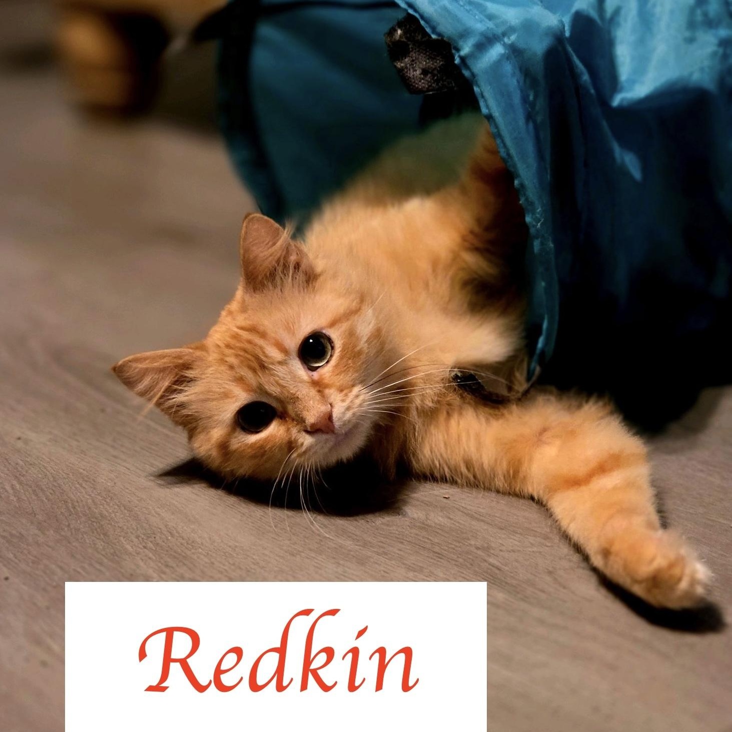 Enlarge Redken...check out my fluffy tail, a ADOPTABLE Domestic Medium Hair in Murfreesboro, TN image 4/6