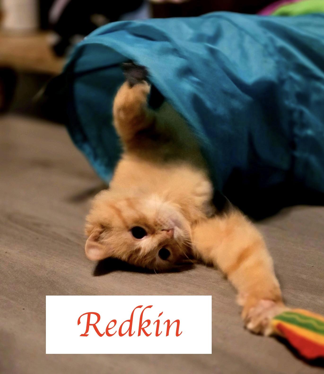 Redkin, a ADOPTABLE Domestic Medium Hair in Murfreesboro, TN image 1/3