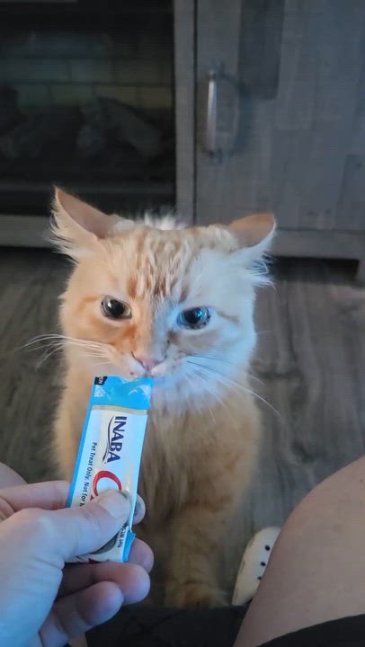 Enlarge Redken...check out my fluffy tail, a ADOPTABLE Domestic Medium Hair in Murfreesboro, TN video 2/6