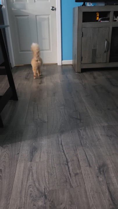 Enlarge Redken...check out my fluffy tail, a ADOPTABLE Domestic Medium Hair in Murfreesboro, TN video 6/6