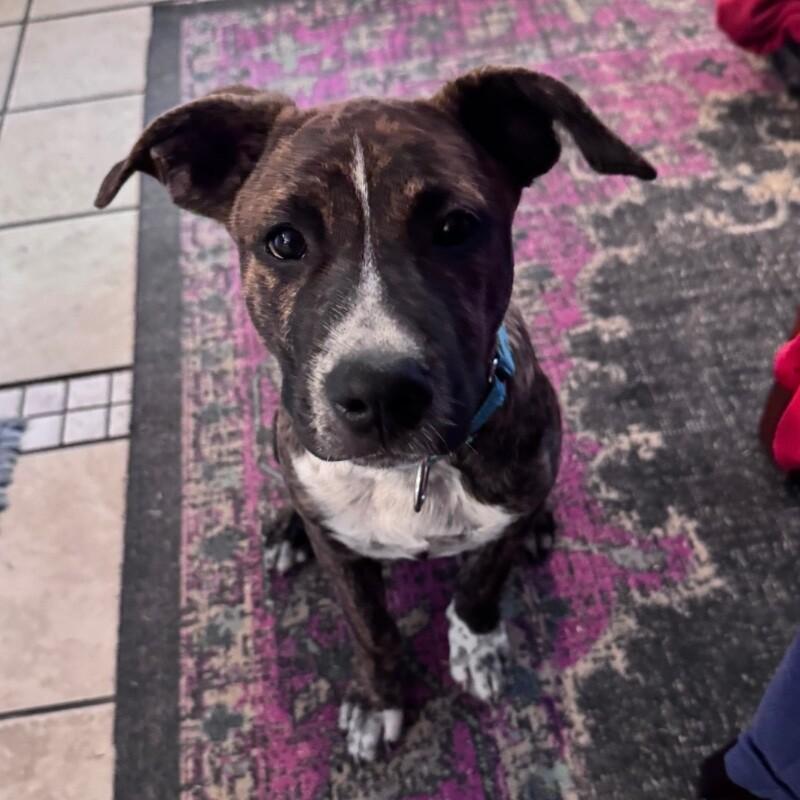 ALADDIN (LIGHT BLUE) DISNEY, Adoptable, Puppy Male Mixed Breed & Pit Bull Terrier.