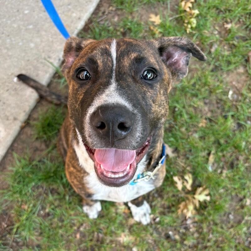 ALADDIN (LIGHT BLUE) DISNEY, a Adoptable mixed breed in lawton, OK image 2/6