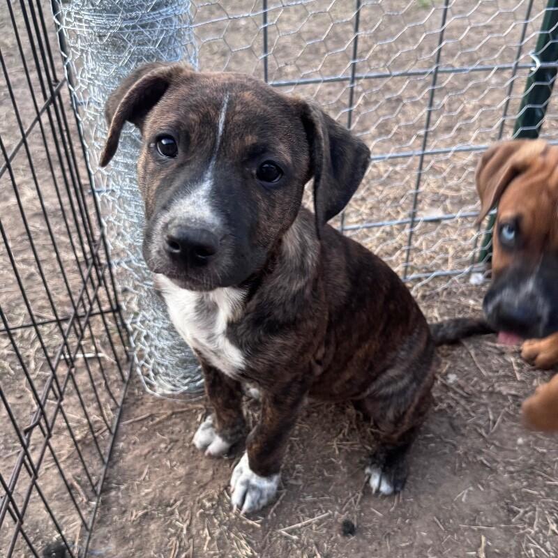 ALADDIN (LIGHT BLUE) DISNEY, a Adoptable mixed breed in lawton, OK image 3/6