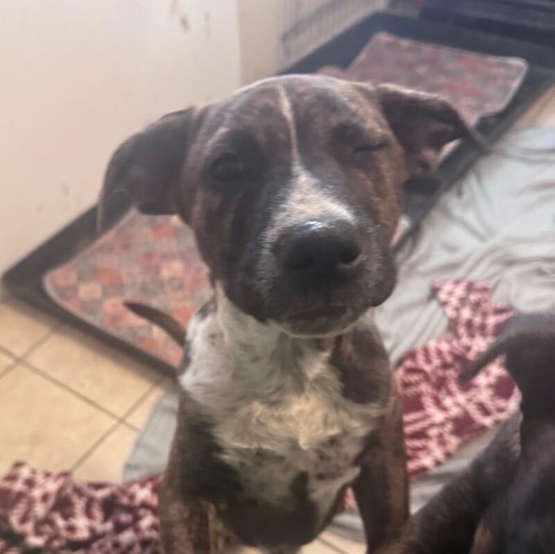 ALADDIN (LIGHT BLUE) DISNEY, a Adoptable mixed breed in lawton, OK image 4/6