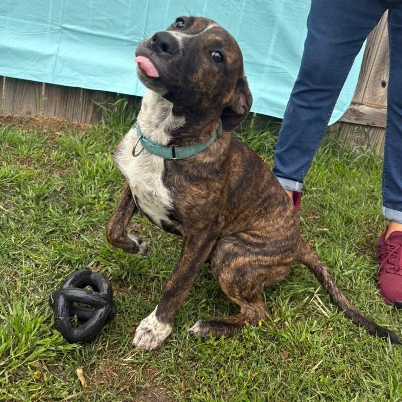 ALADDIN (LIGHT BLUE) DISNEY, a Adoptable mixed breed in lawton, OK image 5/6
