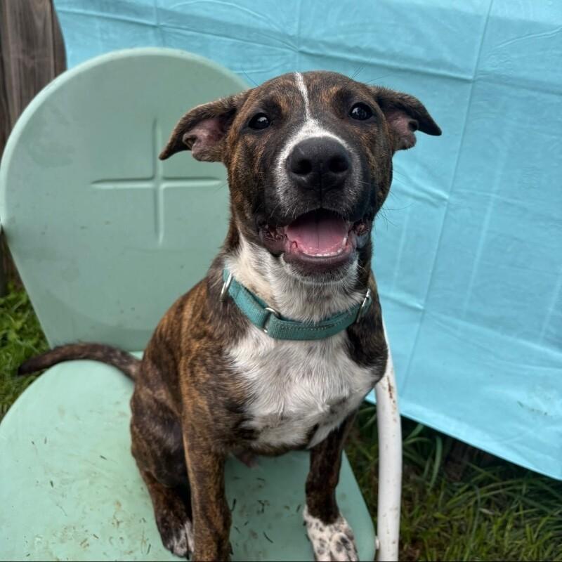 ALADDIN (LIGHT BLUE) DISNEY, a Adoptable mixed breed in lawton, OK image 6/6