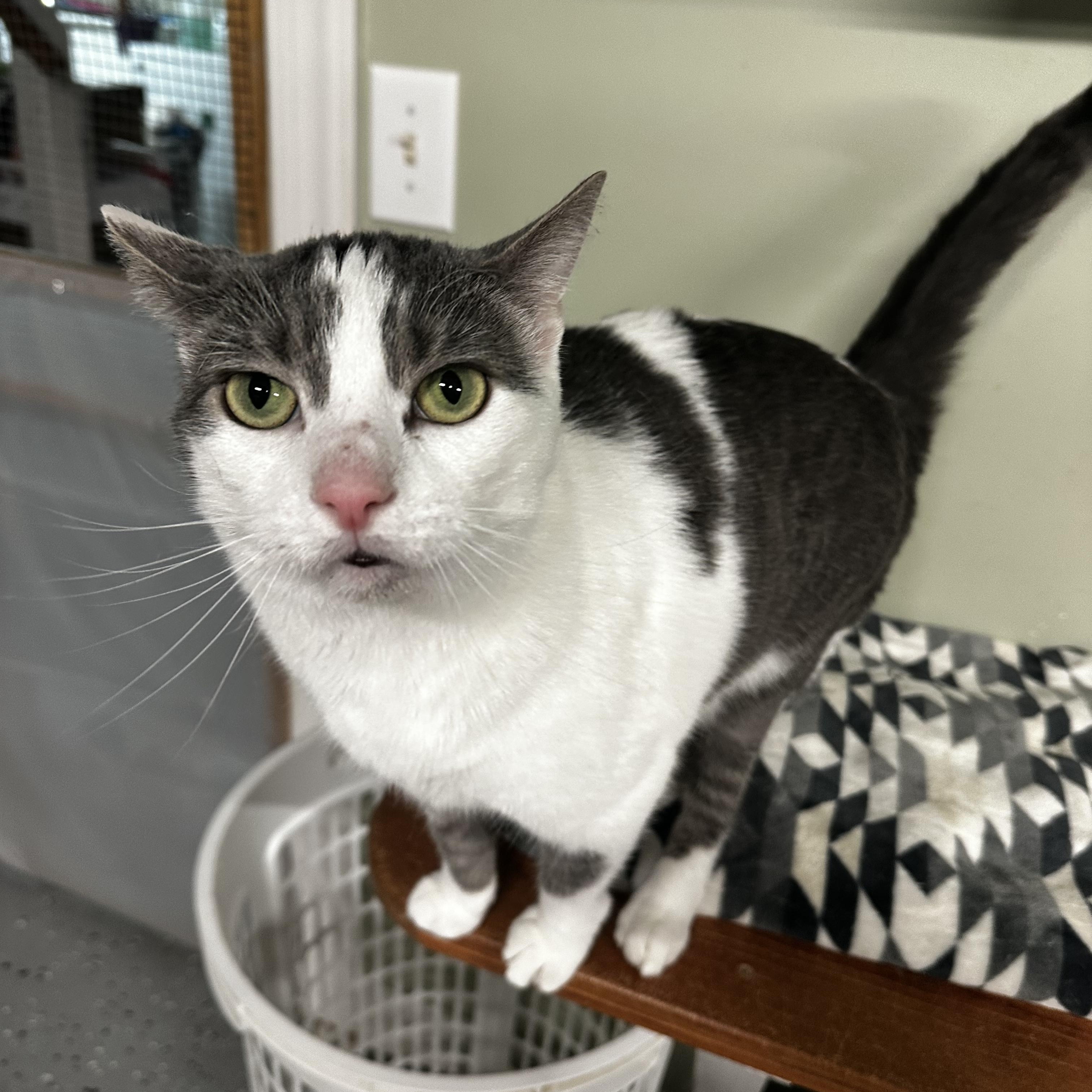 Enlarge Rudolph, a ADOPTABLE Domestic Short Hair in North East, MD image 3/3