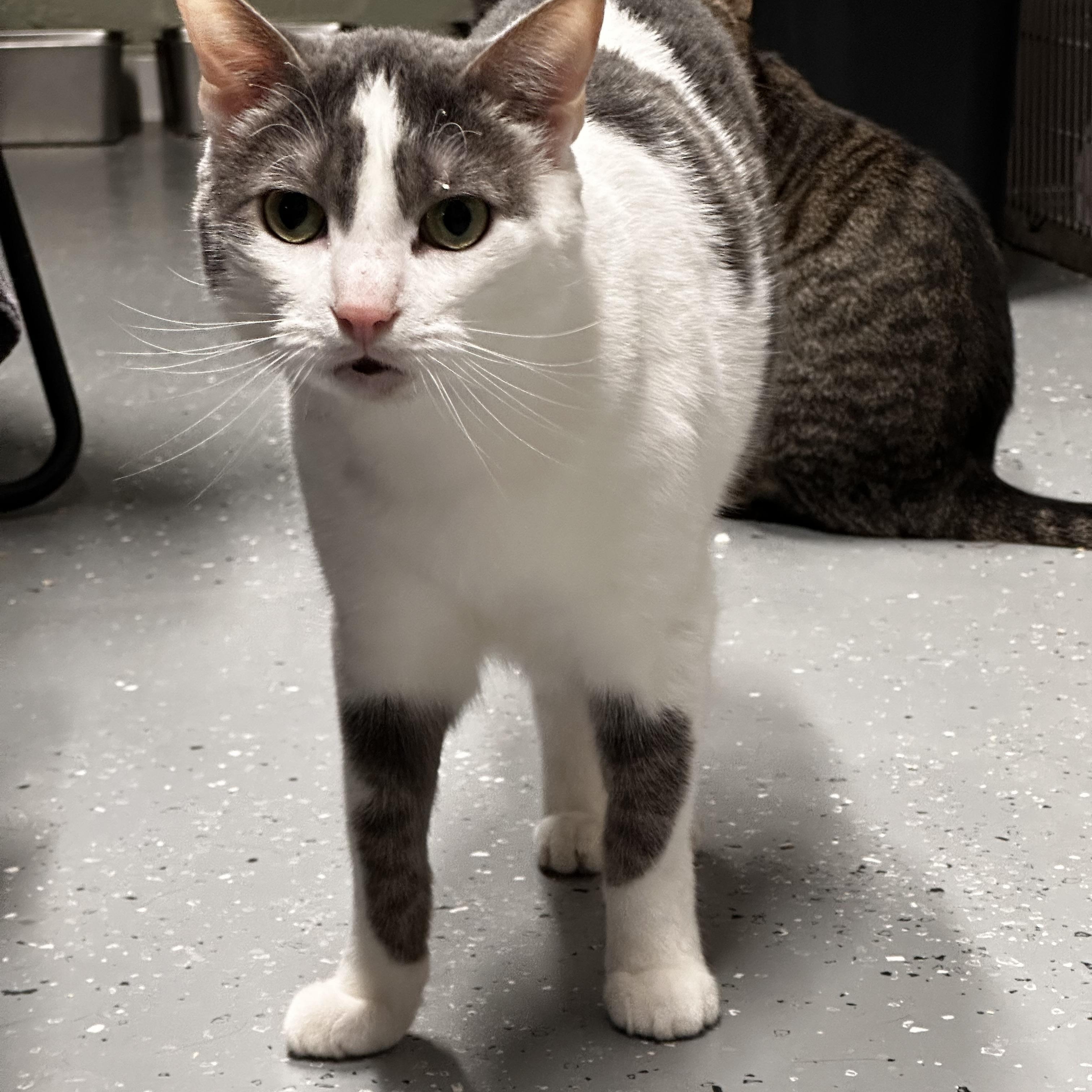 Rudolph, ADOPTABLE, Adult Male Domestic Short Hair.