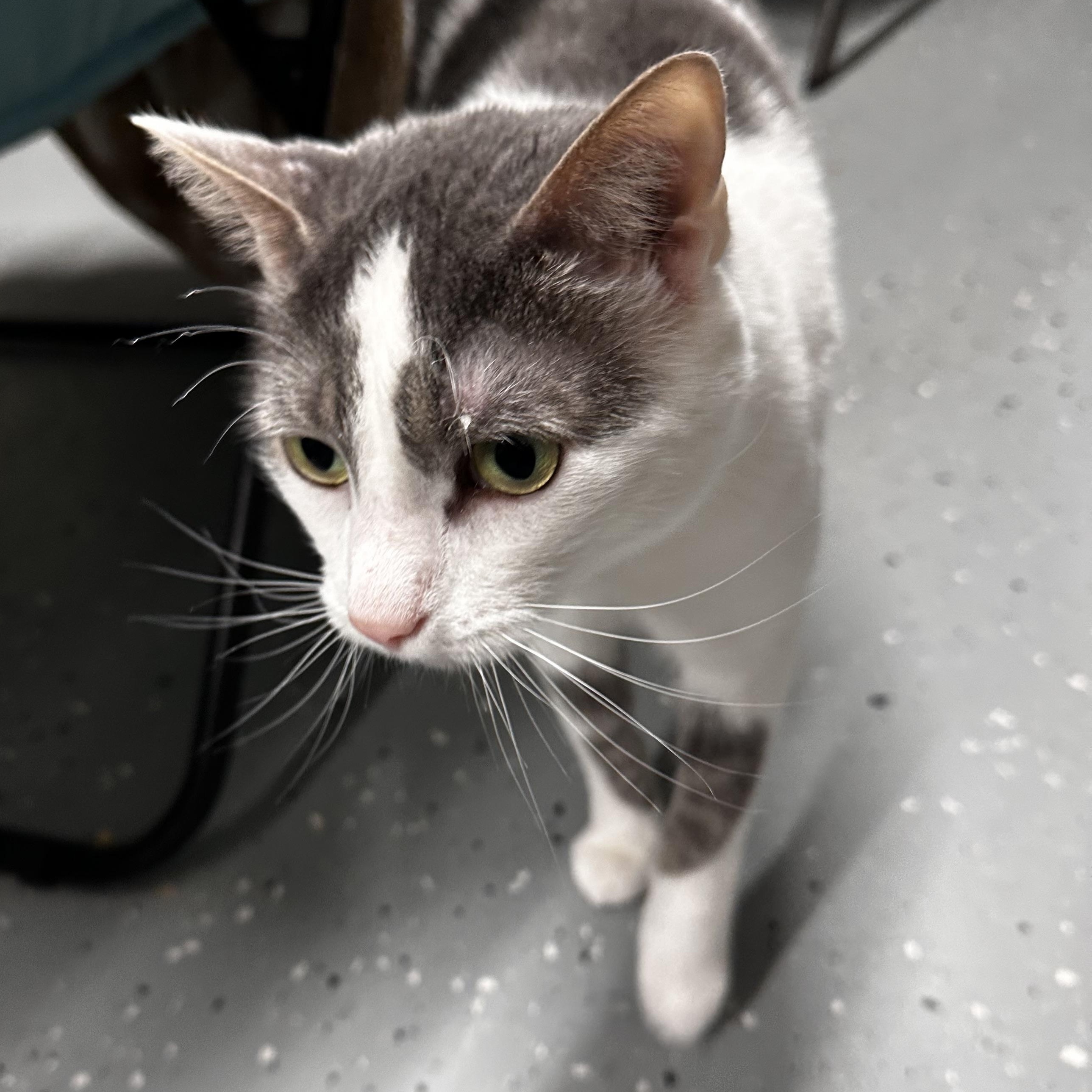 Enlarge Rudolph, a ADOPTABLE Domestic Short Hair in North East, MD image 2/3