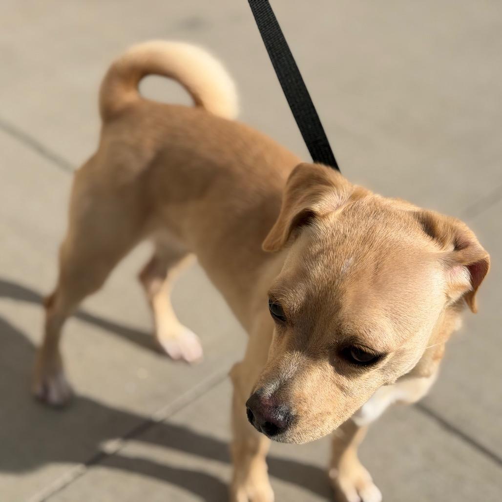 Enlarge Nugget, a Adoptable mixed breed in Long Beach, CA image 1/3