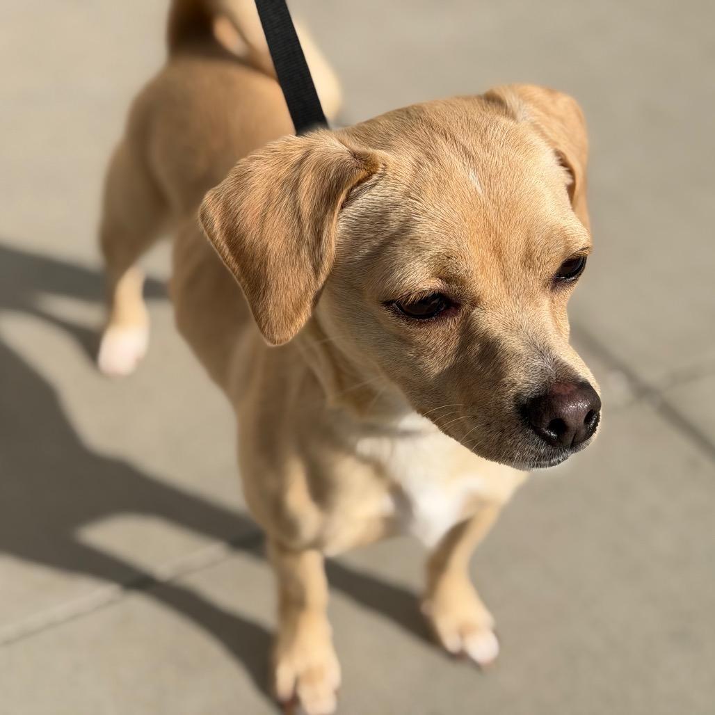 Enlarge Nugget, a Adoptable mixed breed in Long Beach, CA image 2/3