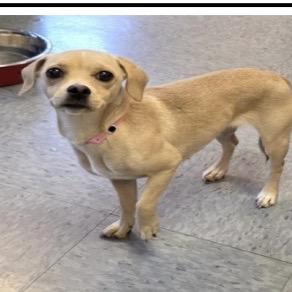 Enlarge Nugget, a Adoptable mixed breed in Long Beach, CA image 3/3