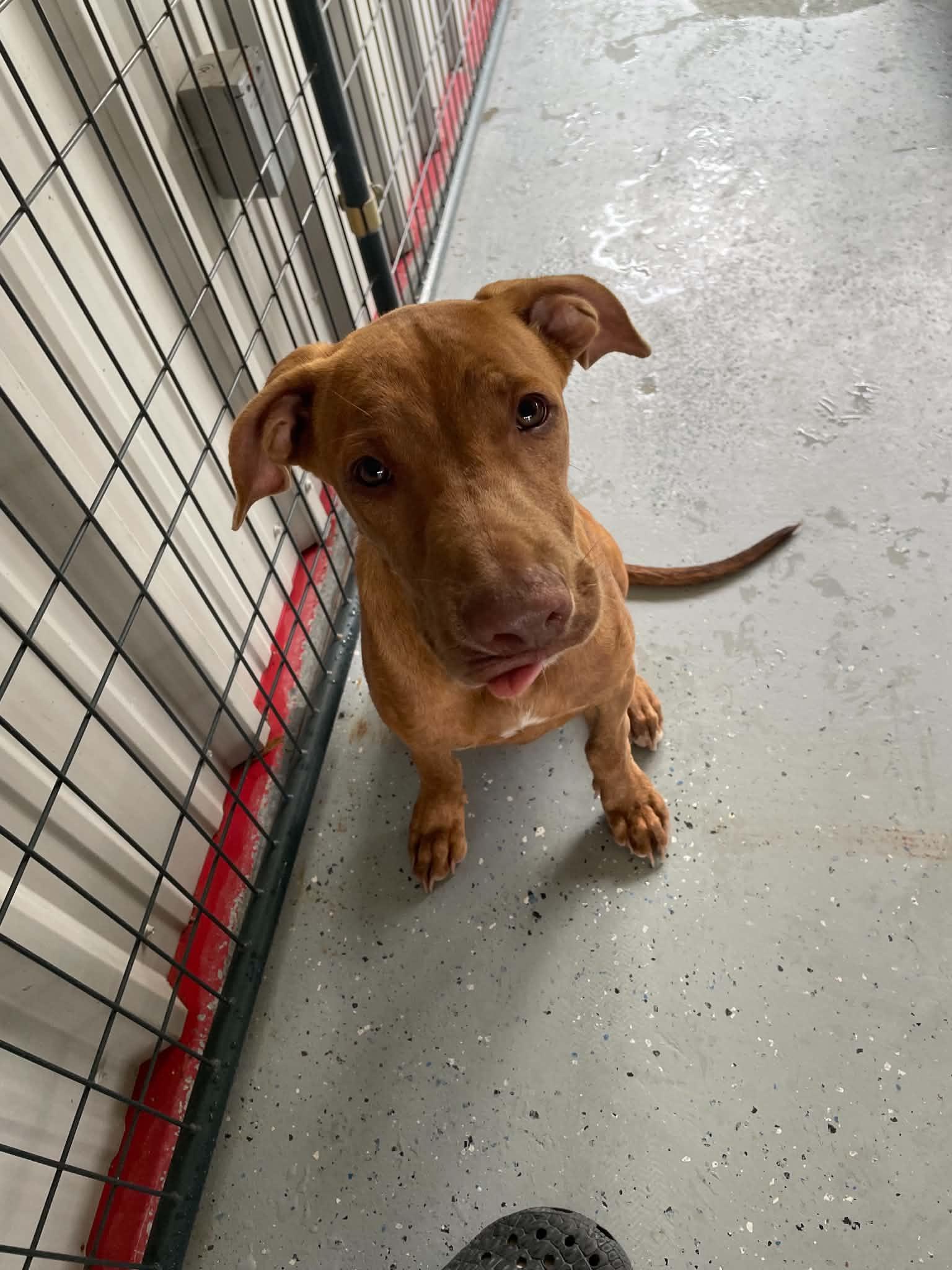 Zak, Adoptable, Young Male Labrador Retriever.