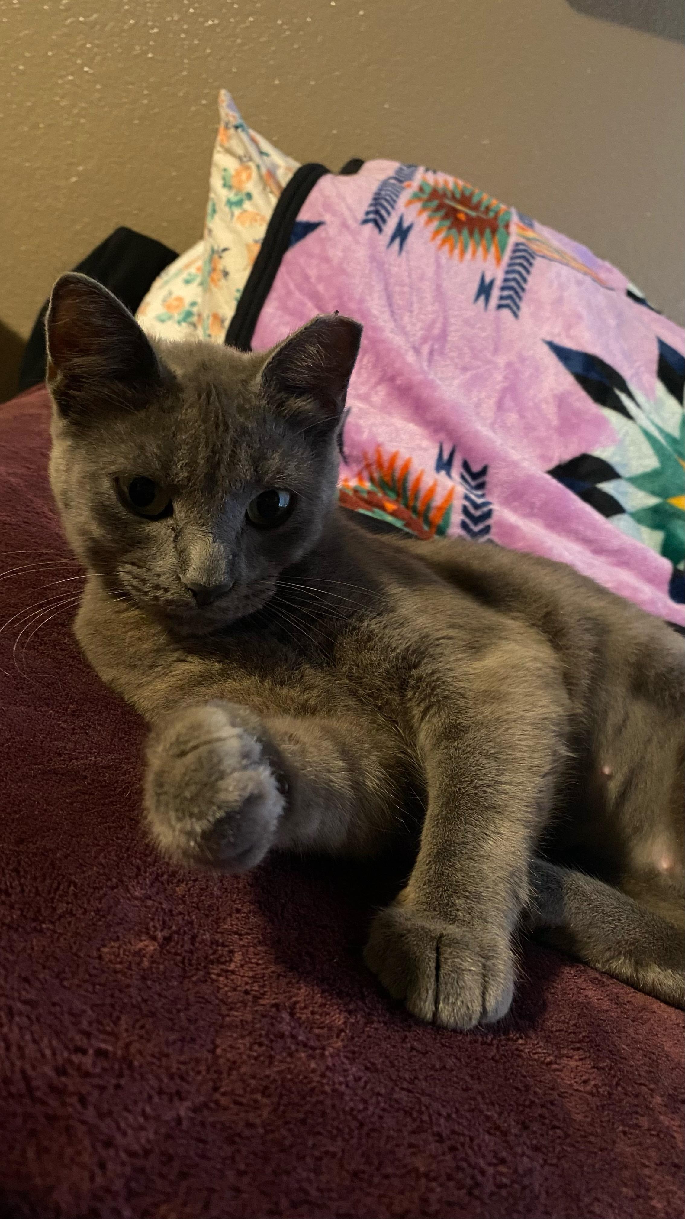 Enlarge Riley, a Adopted American Shorthair in Morgan Hill, CA image 1/4