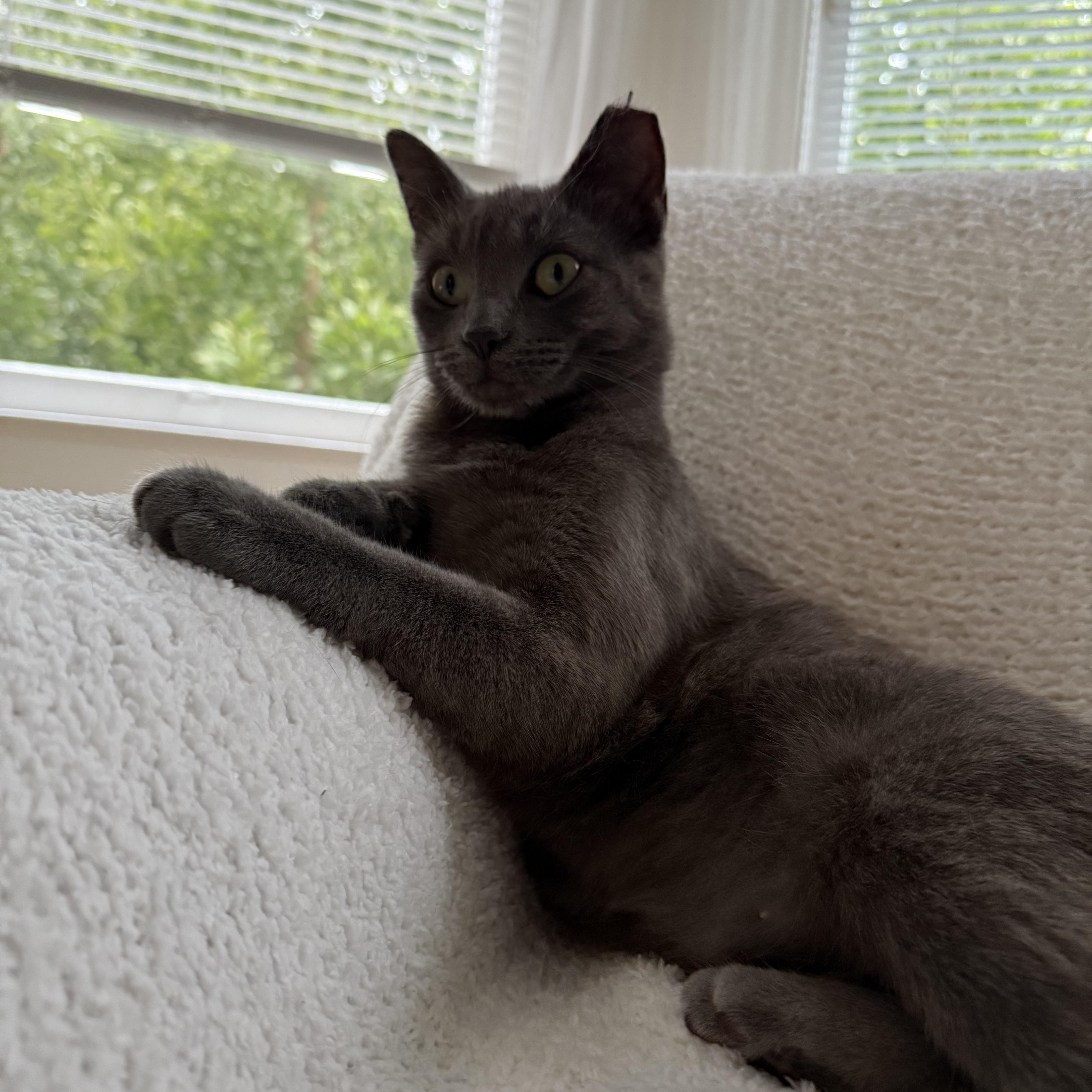 Enlarge Riley, a Adopted American Shorthair in Morgan Hill, CA image 2/4