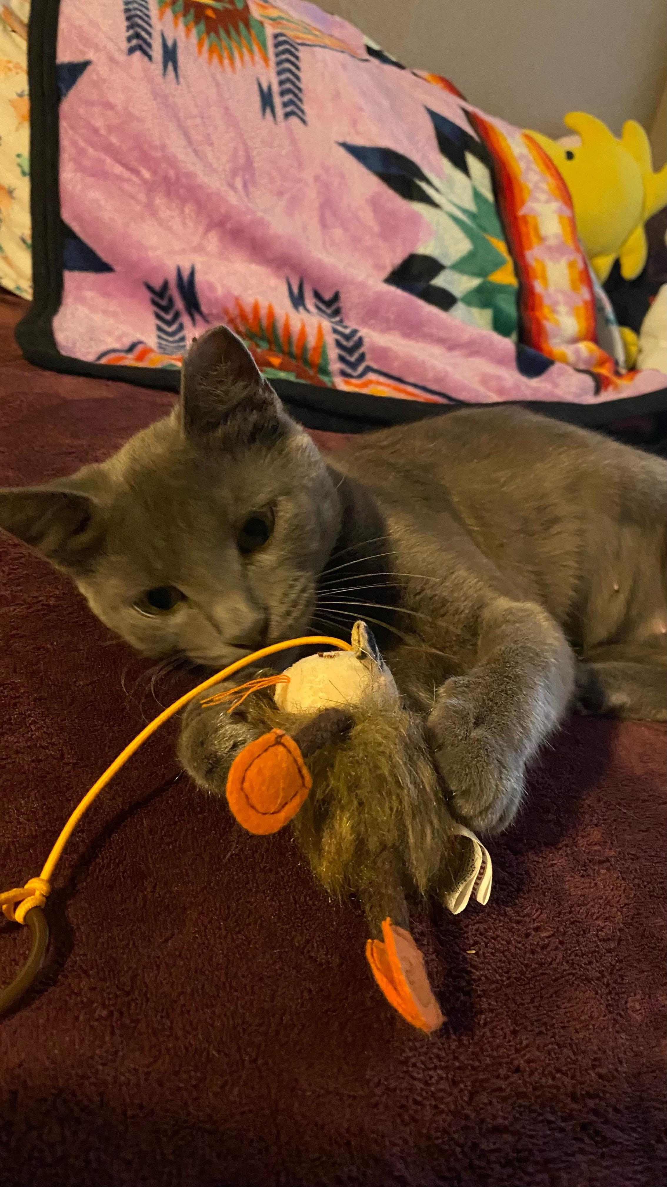 Enlarge Riley, a Adopted American Shorthair in Morgan Hill, CA image 3/4