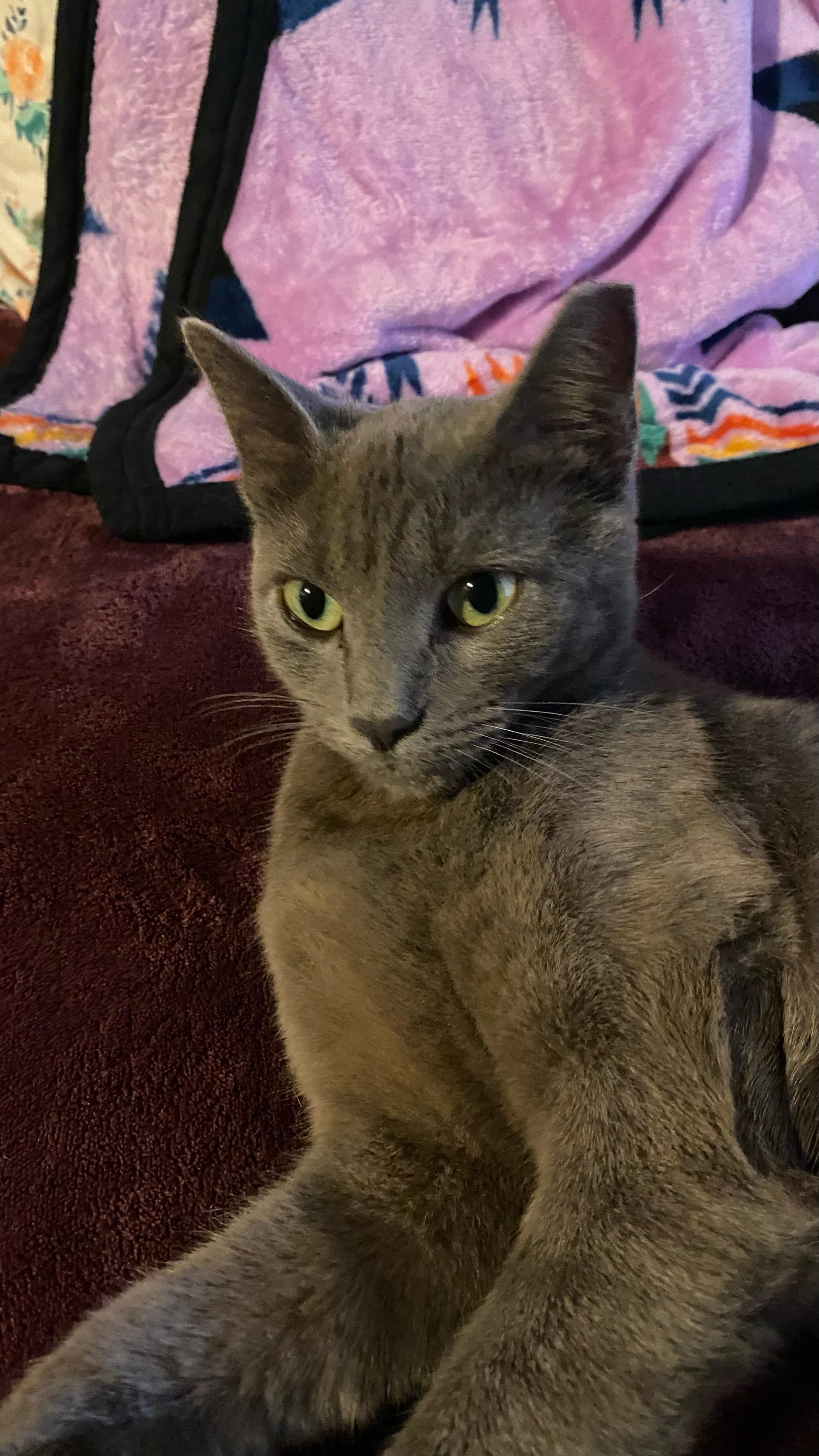 Enlarge Riley, a Adopted American Shorthair in Morgan Hill, CA image 4/4