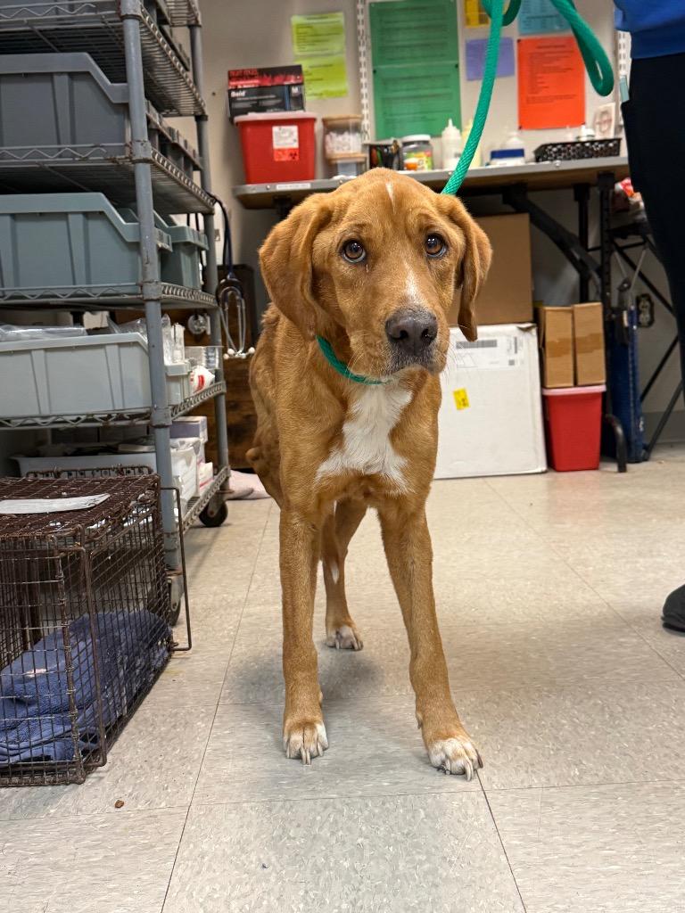 Menchie, Adoptable, Adult Female Hound & Labrador Retriever.