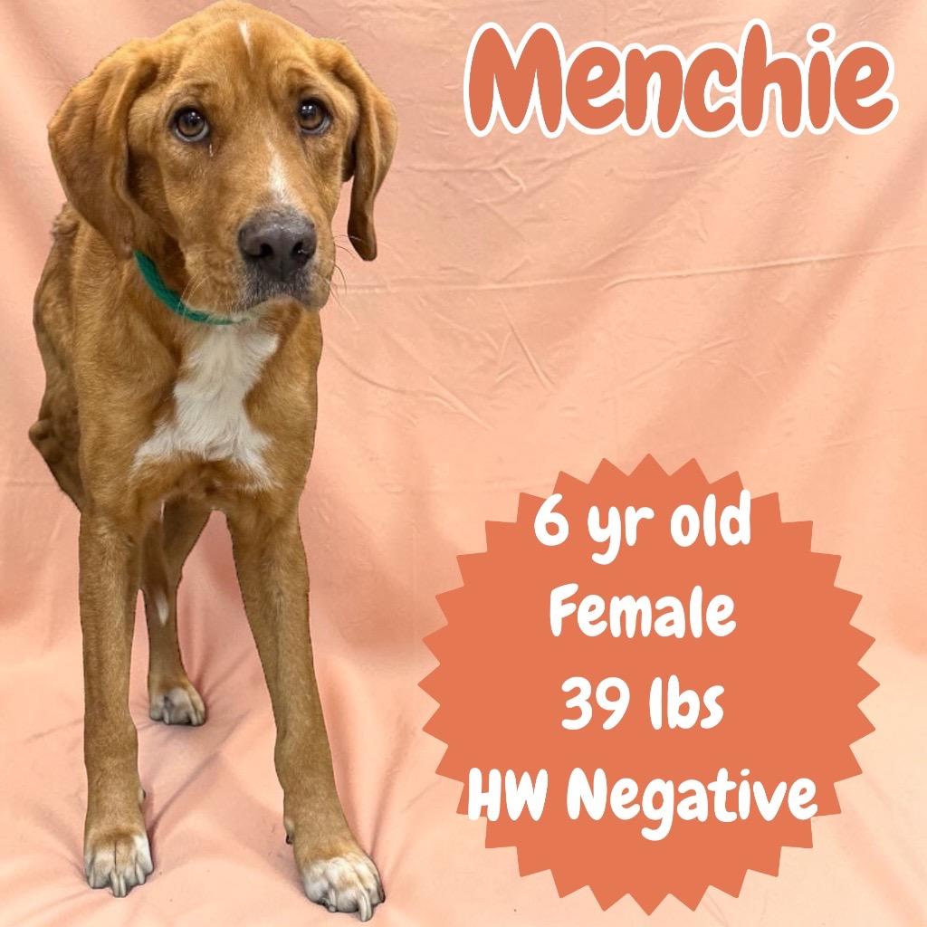 Enlarge Menchie, a Adoptable mixed breed in Sorrento, LA image 2/2