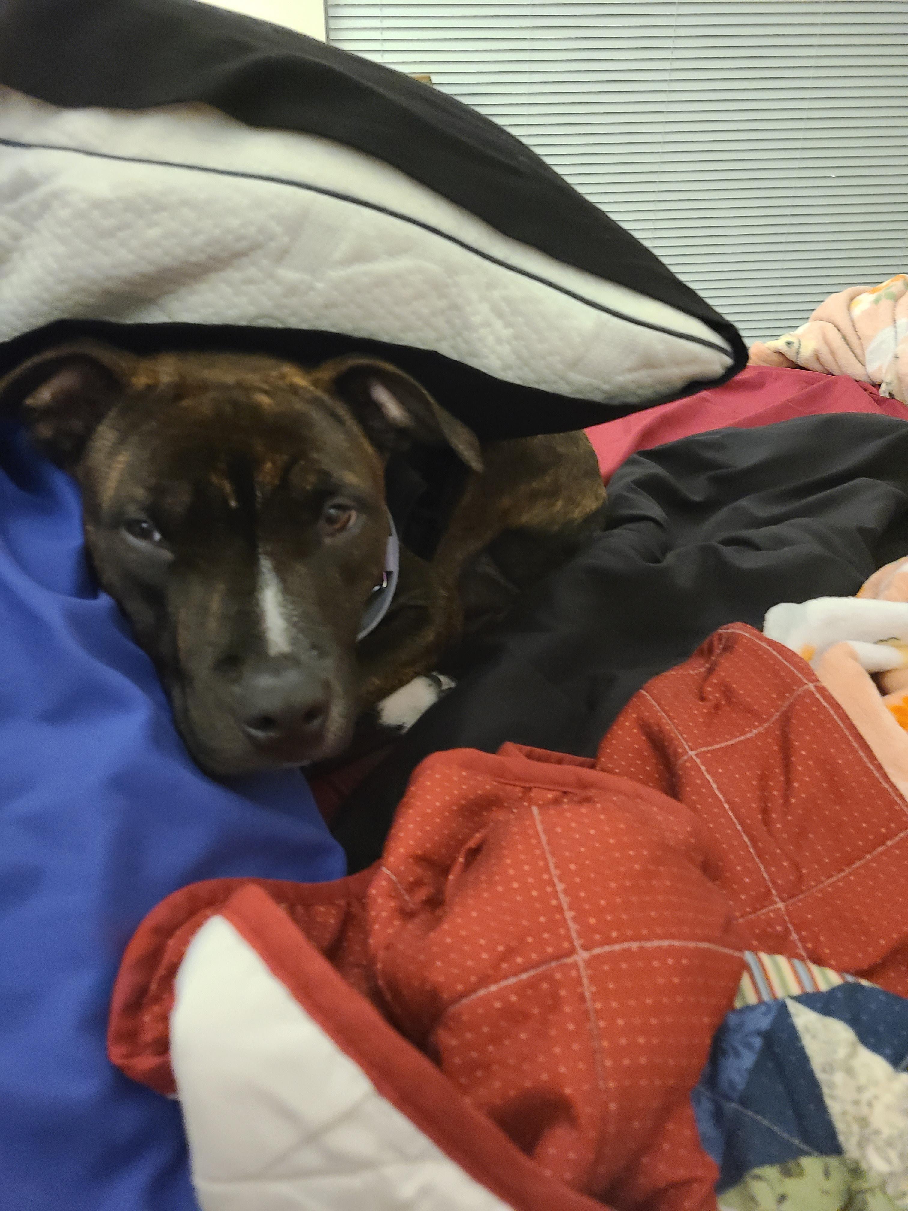 Mallory, a Adoptable mixed breed in Crystal Lake, IL image 3/3
