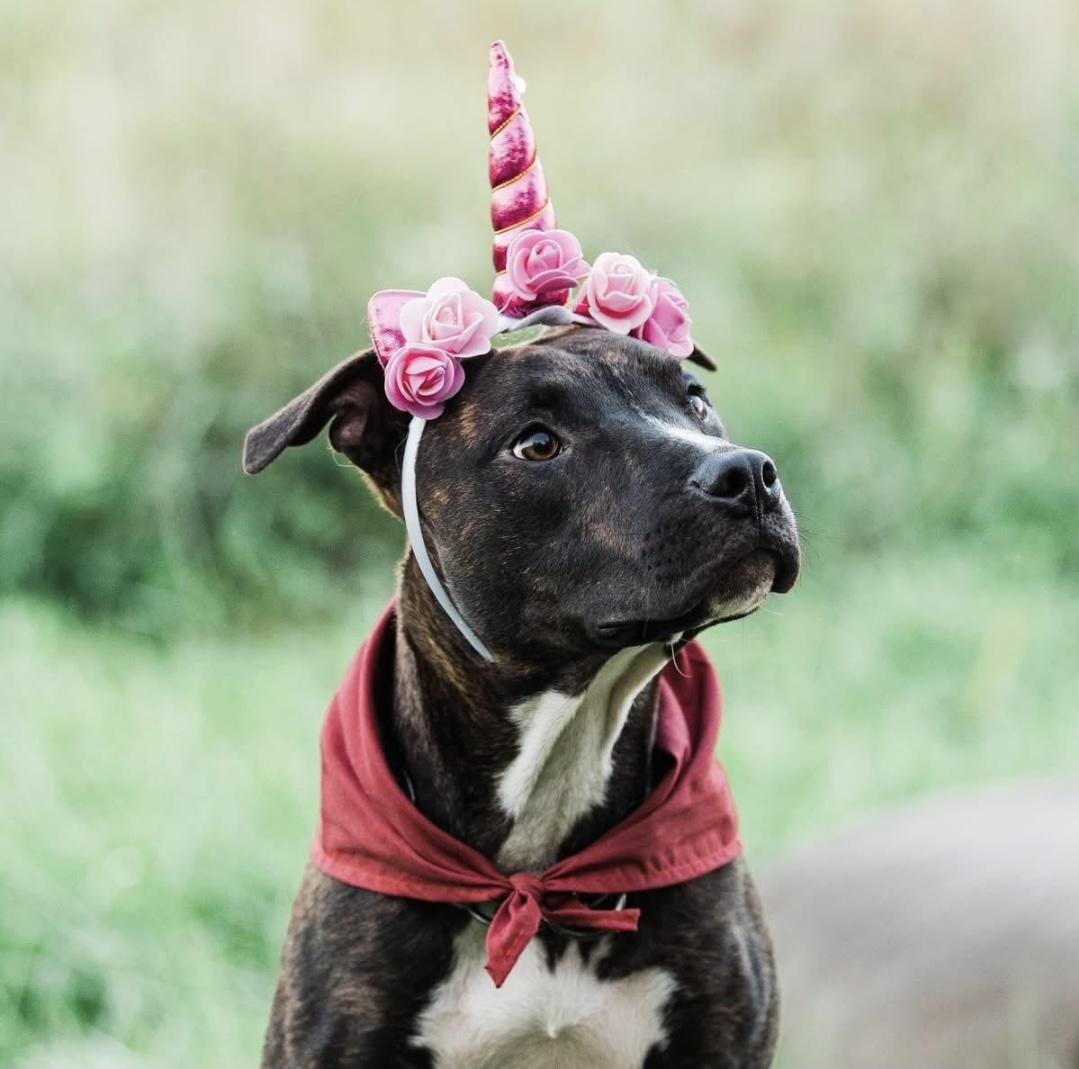 Mallory, a Adoptable mixed breed in Crystal Lake, IL image 2/3