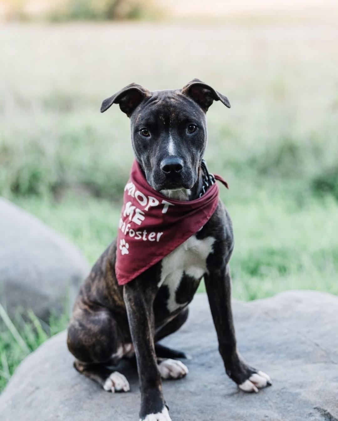 Mallory, Adoptable, Young Female Whippet.