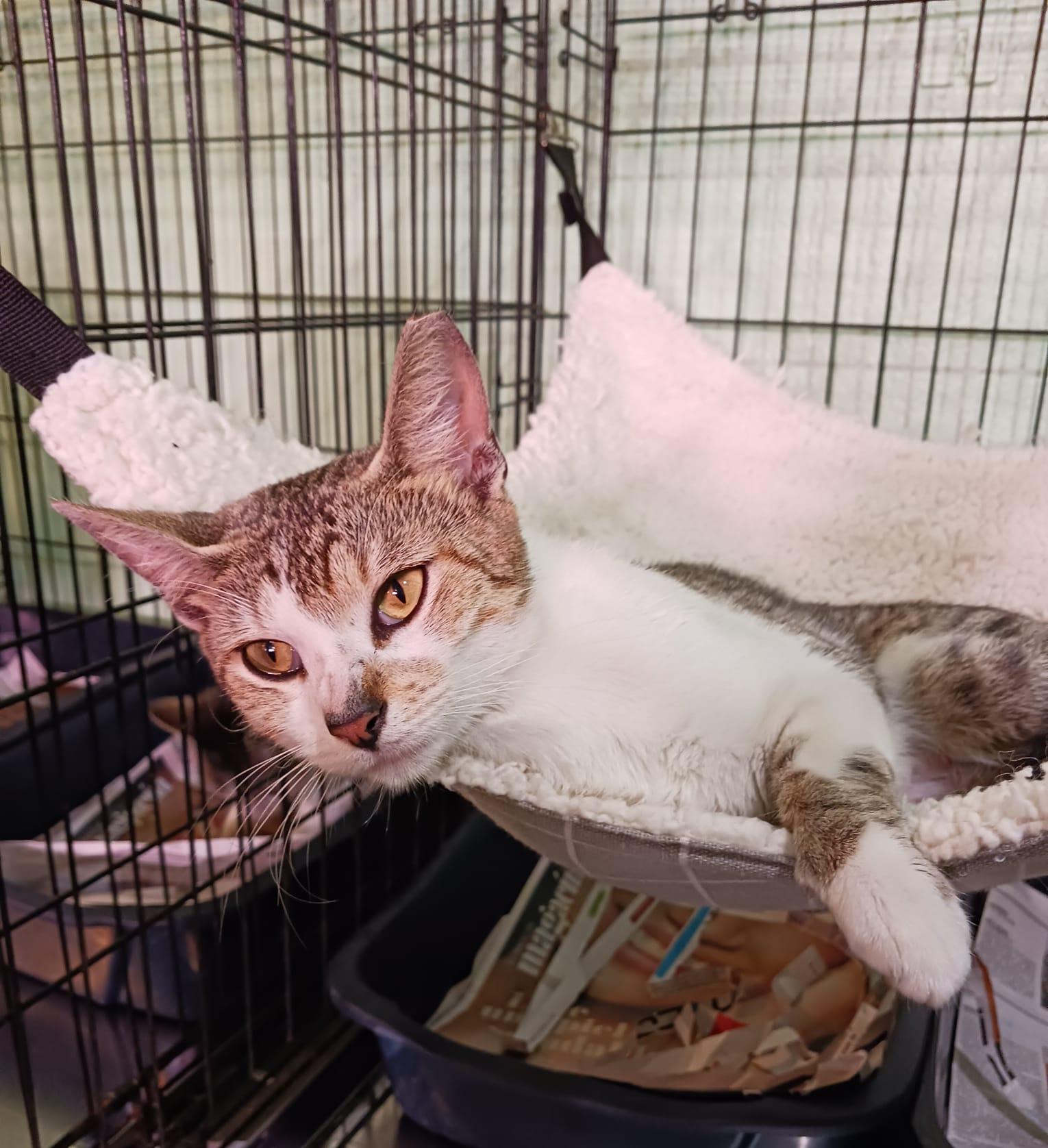 Fantasia, a Adoptable Domestic Short Hair in Manchester, NH image 3/6