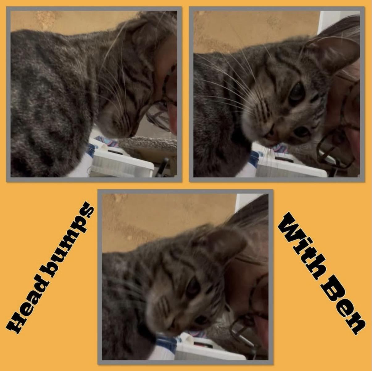 Enlarge Ben, a Adoptable Domestic Short Hair in Petaluma, CA image 5/5